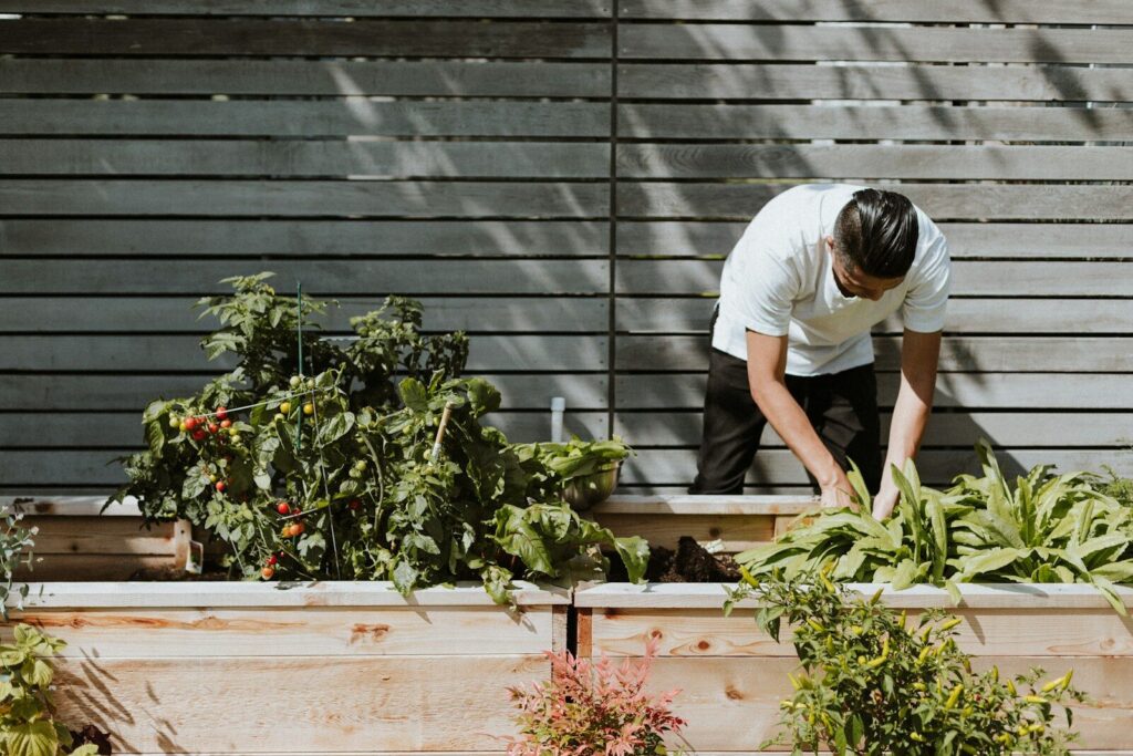 A person tending to a vegetable garden in wooden raised beds